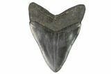 Large, Fossil Megalodon Tooth - South Carolina #129115-2